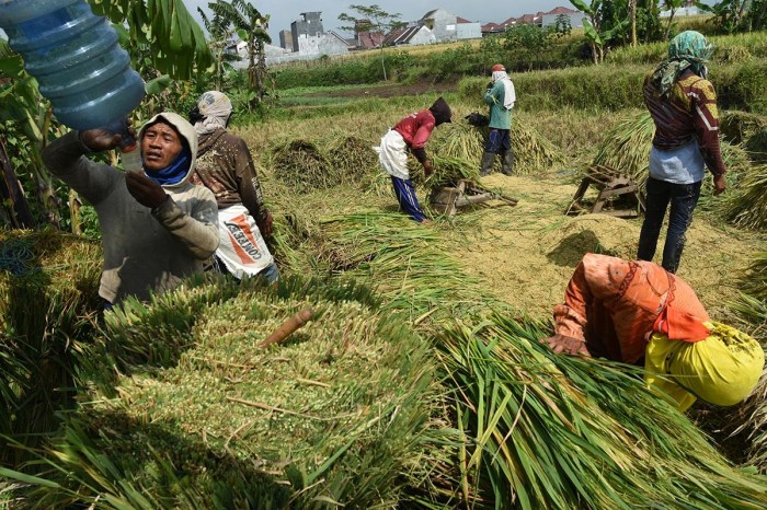 Kontribusi agribisnis terhadap swasembada pangan indonesia