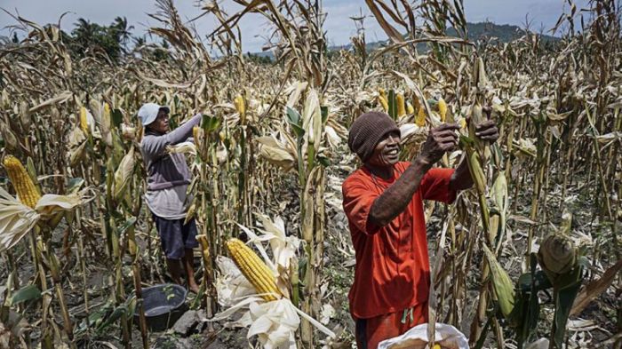 Bagaimana agribisnis mengatasi krisis pangan di indonesia
