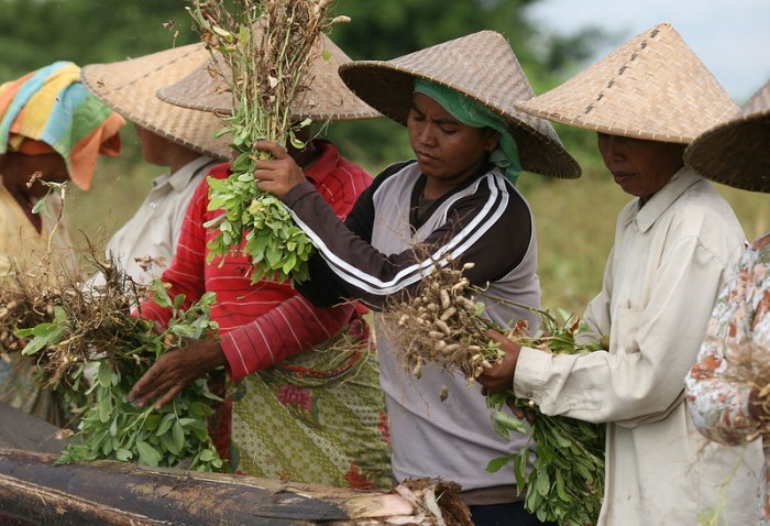 Bagaimana agribisnis mengatasi krisis pangan di indonesia