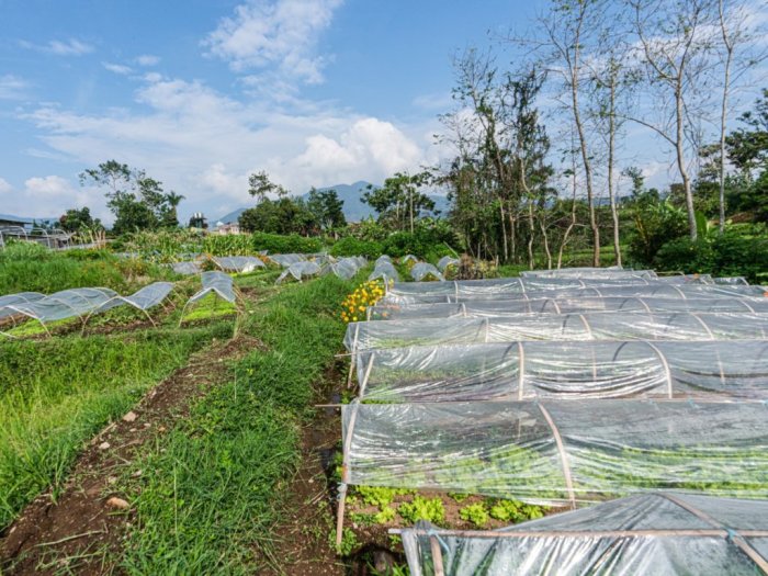 Peran agribisnis dalam ketahanan pangan nasional indonesia