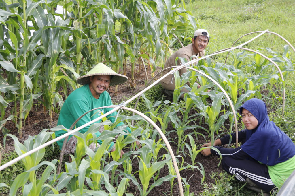Solusi agribisnis untuk mengatasi masalah distribusi pangan di indonesia
