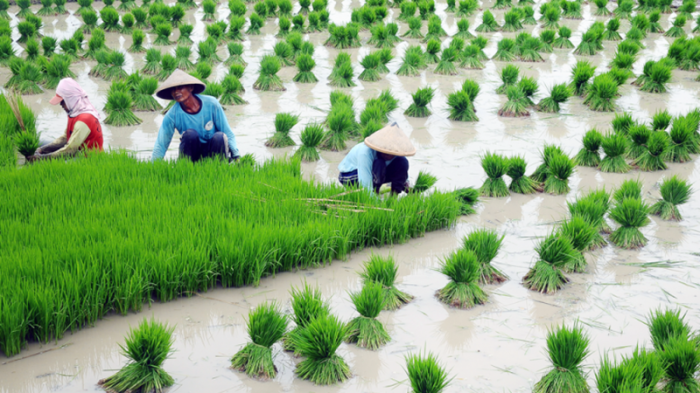 Chain supply farmers eco friendly insuring security food indonesia asean insurance farming sulawesi paddy theaseanpost field working shows picture kete