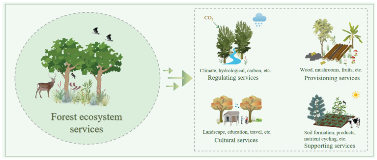 Memahami risiko dan keuntungan Forest Trade: studi kasus